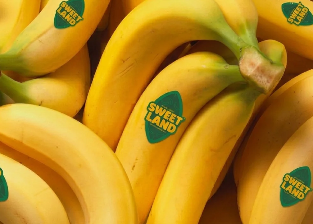 Banano de Exportación